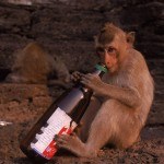 monkey-with-beer-bottle